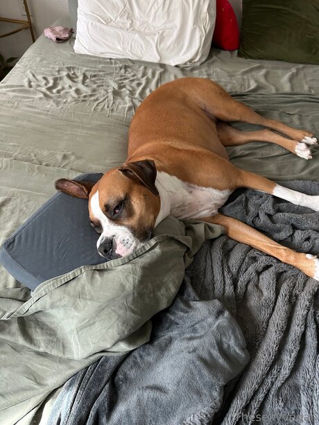 Thesexyvegan pornographic model archive