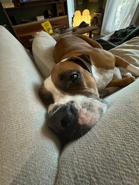 Thesexyvegan model high quality image