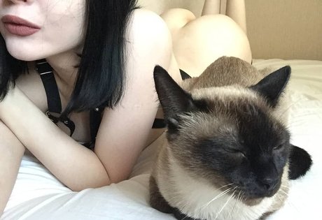 shadowshine5 perfect star pictures