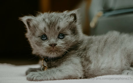 persephone27x star high quality img