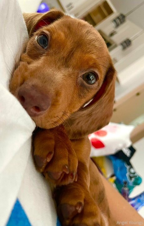 Angelyoungsxxx top profile image