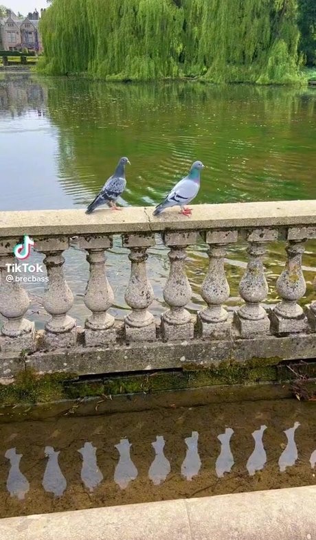 Brec Bassinger pornstar adult picture