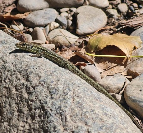 Ann Cygnus star picture