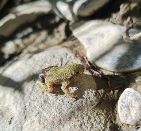 Ann Cygnus porn star pics