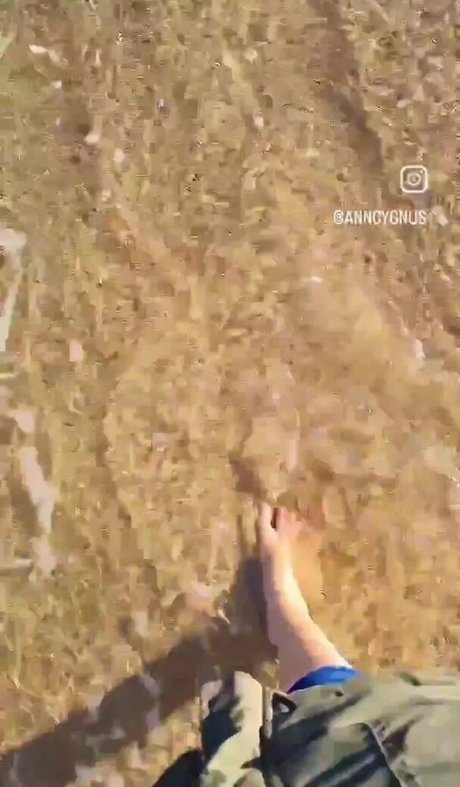 Ann Cygnus star high quality pictures