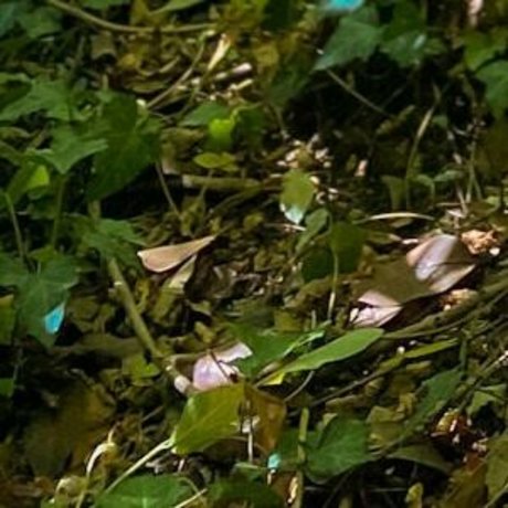 loreemariavip exclusive actress gallery