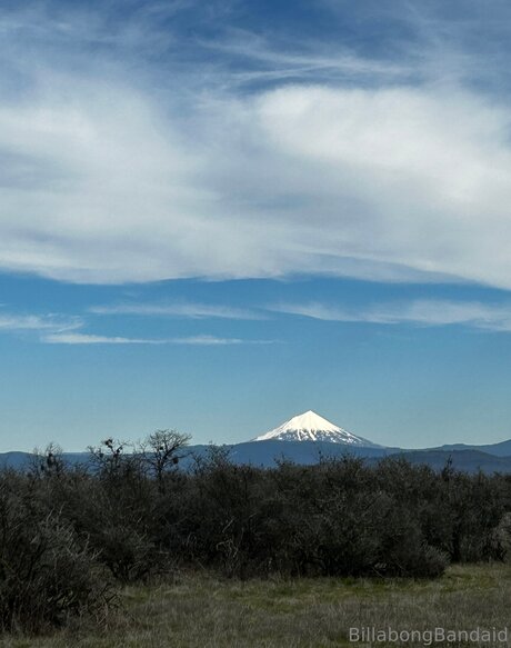 Billabongbandaid free model archive