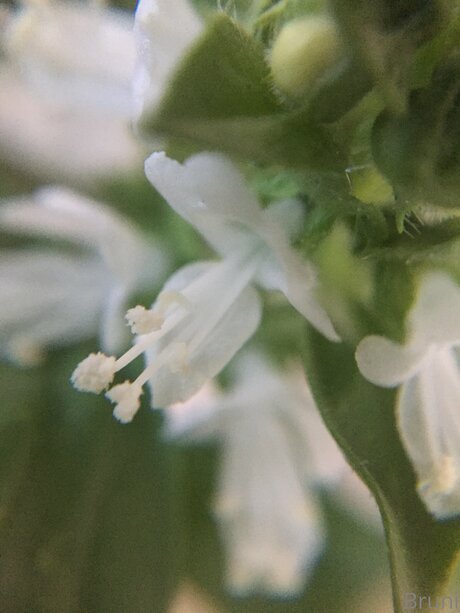 Brunabyers model art galleries