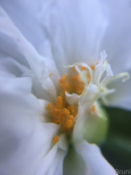 Brunabyers pornstar nude gallery