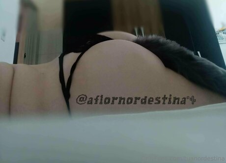 Tuanordestina pornstar nudes img