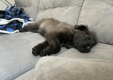 Summerreese star free pics