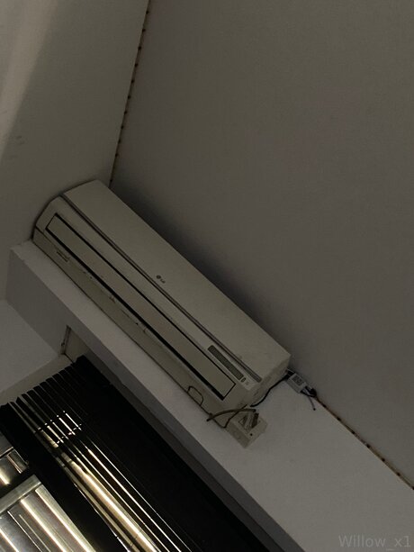 Rdk Willow star best gallery