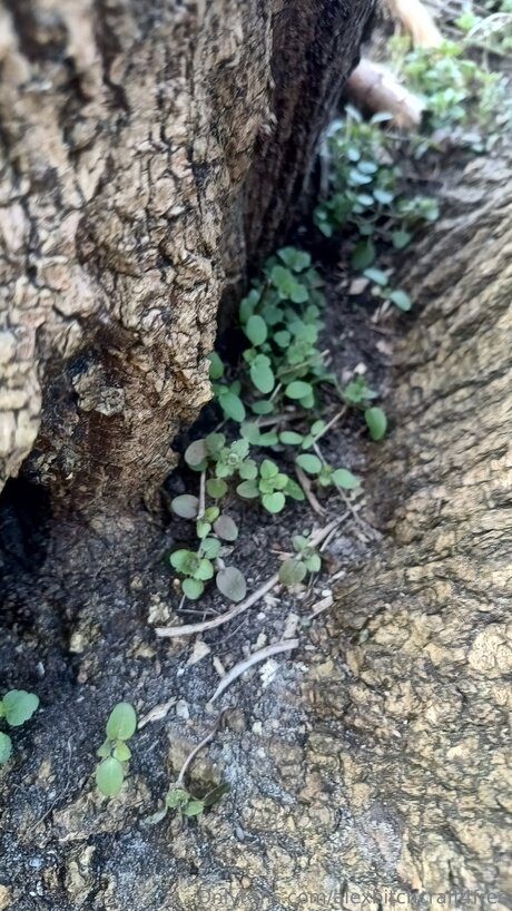 Alexbitchcraft4free high quality star photos