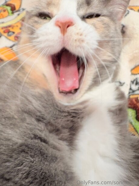 Sonnikuza pornstar perfect archive