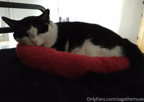 sagethemuse star top gallery