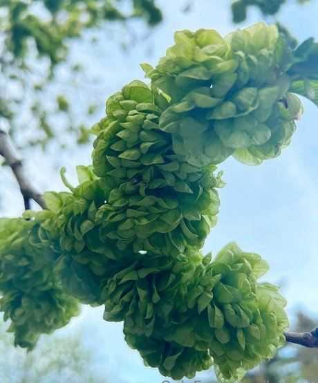 bodybuilder male onlyfans sexy photos