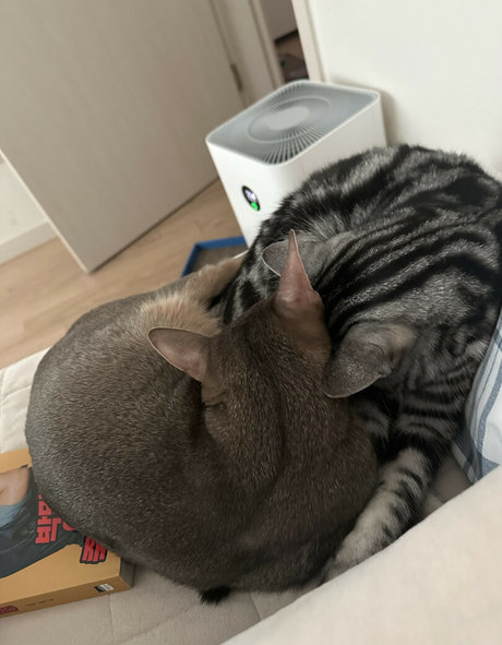 asuna erotic pornstar gallery