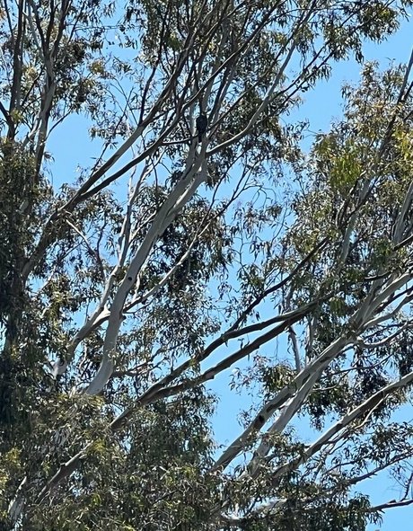 vixenshelbyfree star nude image