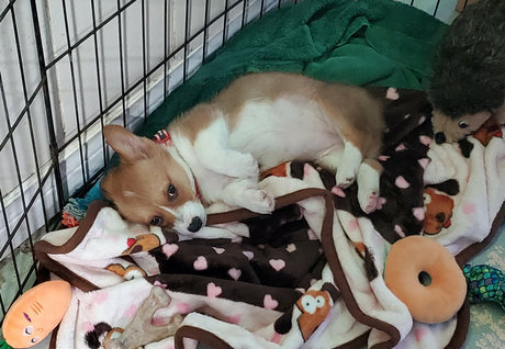 sonjahaze erotic star pics