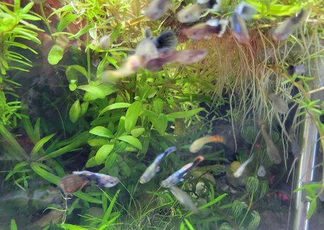 sonjahaze top profile image