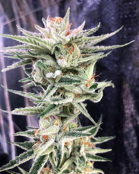 Narlee beautiful pornstar picture