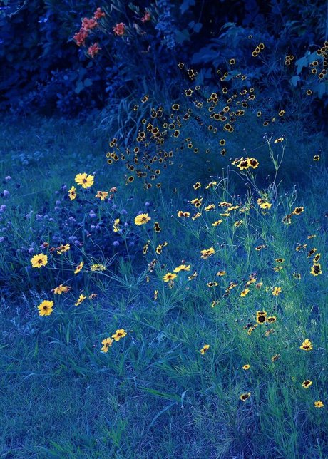 Shion Utsunomiya profile image