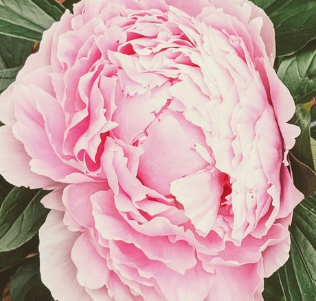 Owlseaeye model pictures