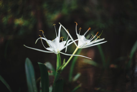 Robin Essosi pornstar perfect archive