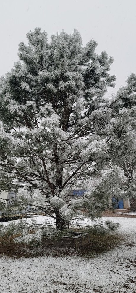 Beardeddadbod pornographic model picture