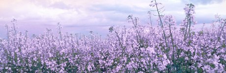 mimichuu pornstar high quality pic