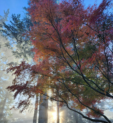 xevbellringer69 best star galleries