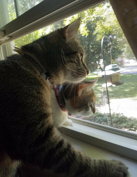 sqregina hot pornstar gallery