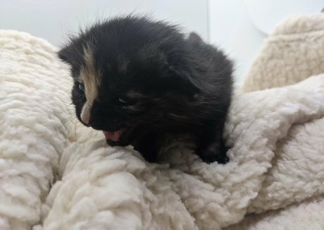 sqregina model naked image