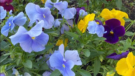 _mixi_ naked model pictures