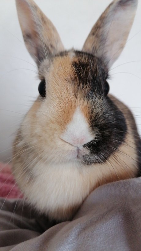 _j v er_ model erotic picture