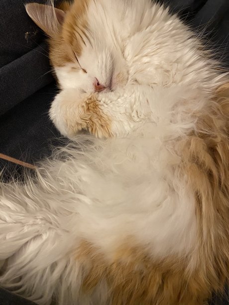 Mitzi pornstar xxx archive