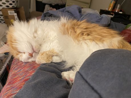 Mitzi model art image