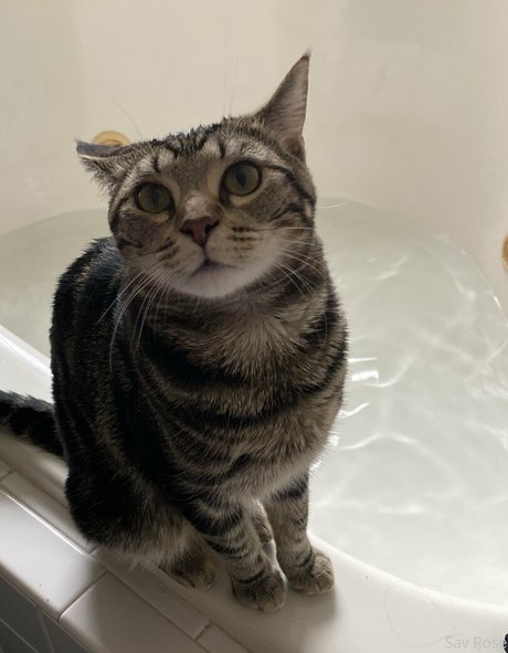 savanahroses star xxx images