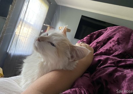 savanahroses high quality star gallery