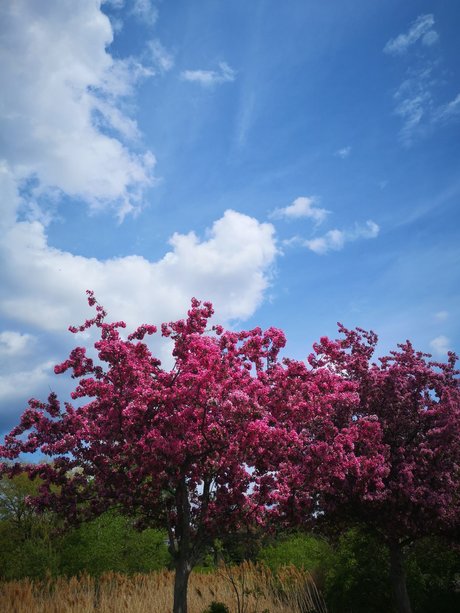 trans dominatrix onlyfans hot xxx images