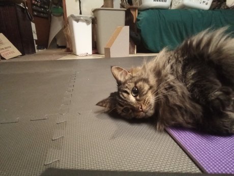 PussyPicsLimited 3 pornstar perfect pics