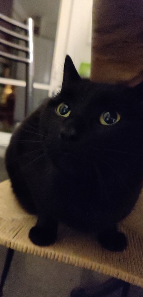 Noel Picar naked actress archive