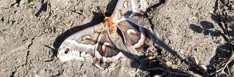 big tiddy boo adult star img