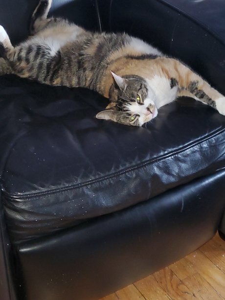 Funkeecold model high quality pictures