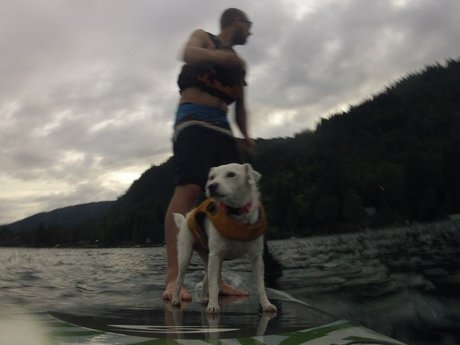 Auston O lapas star high quality images