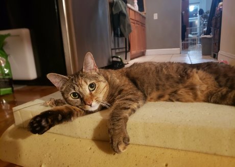 molotovcocktease art model galleries