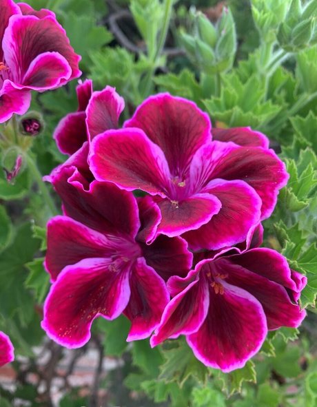 margotdeveraux star erotic image