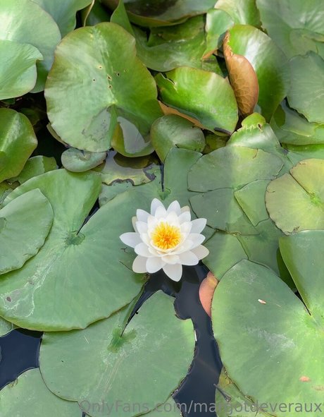 margotdeveraux nude star galleries