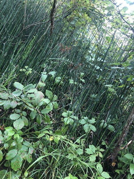 NO FACE NO TRACE sex pornstar image