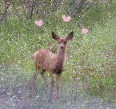 Fawn NO PPV adult actress picture